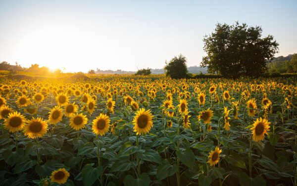 sunflowers-gc73834ef7_1280-600x377